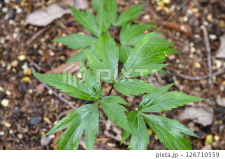 トウキ　薬効植物　薬草 126710559