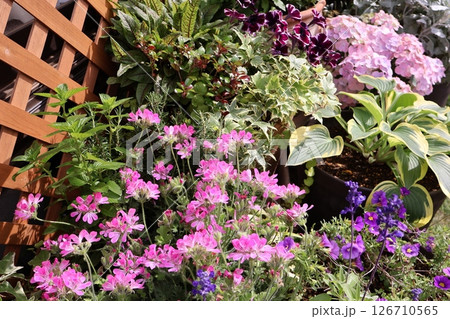 ピンクの花の寄せ植え＆寄せ鉢 126710565