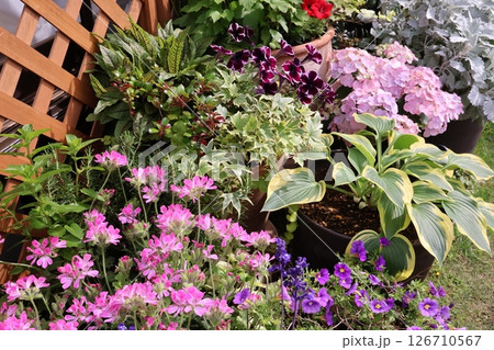 春の花の寄せ植え＆寄せ鉢 126710567
