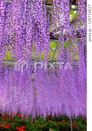 あしかがフラワーパーク　むらさき藤棚 126710627