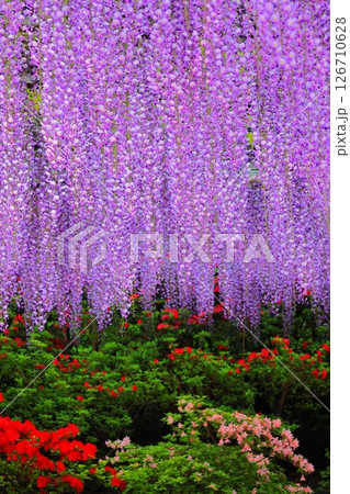 あしかがフラワーパーク むらさき藤棚 あしかがフラワーパーク むらさき藤棚 126710628