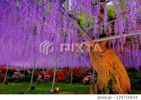 あしかがフラワーパーク　むらさき藤棚 126710634
