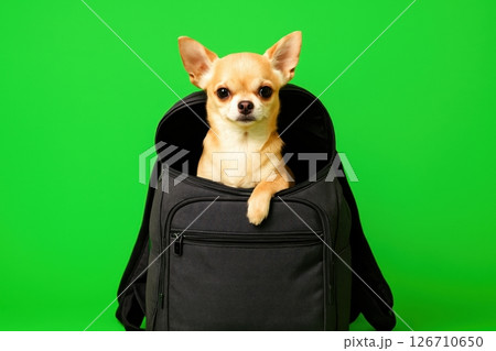 Cute chihuahua sitting inside black travel bag on green background. Funny travel or pet concept, curious expression, clean studio shot. Perfect for advertising, memes or design. Copy space. Banner Cute chihuahua sitting inside black travel bag on green background. Funny travel or pet concept, curious expression, clean studio shot. Perfect for advertising, memes or design. Copy space. Banner 126710650