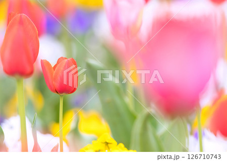 カラフルなチューリップ 126710743