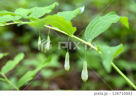 ナルコユリ　薬草　薬効植物 126710881