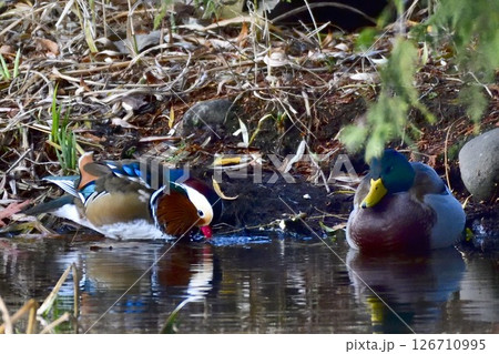 水辺に佇むオシドリとマガモ 126710995