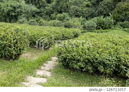 Green tea leaf in the morning, tea plantation 126711057