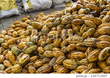 Cacao Tree (Theobroma cacao). Organic cocoa fruit pods in nature. 126711067