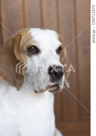 small cute beagle puppy dog looking up 126711072