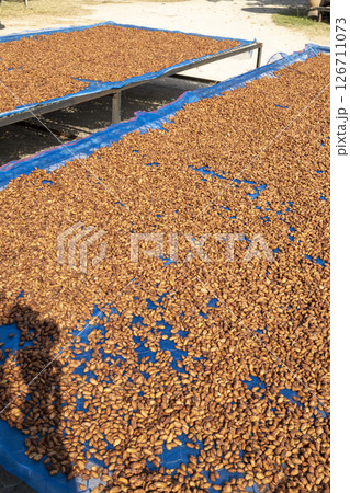 Theobroma cacao is the scientific name given to the cacao tree or cacao tree 126711073