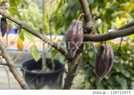 Cacao Tree (Theobroma cacao). Organic cocoa fruit pods in nature. Cacao Tree (Theobroma cacao). Organic cocoa fruit pods in nature. 126711075