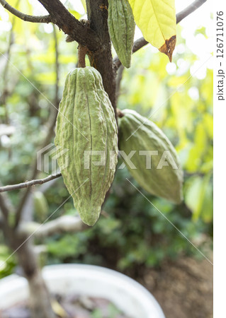 Cacao Tree (Theobroma cacao). Organic cocoa fruit pods in nature. Cacao Tree (Theobroma cacao). Organic cocoa fruit pods in nature. 126711076