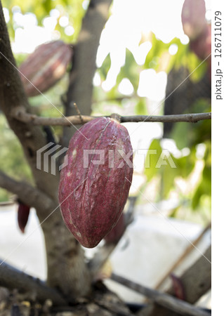 Cacao Tree (Theobroma cacao). Organic cocoa fruit pods in nature. 126711079