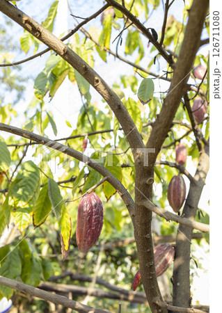 Cacao Tree (Theobroma cacao). Organic cocoa fruit pods in nature. Cacao Tree (Theobroma cacao). Organic cocoa fruit pods in nature. 126711080