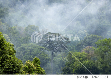 Landscape of Morning Mist with Mountain Layer. mountain ridge and clouds in rural jungle bush forest Landscape of Morning Mist with Mountain Layer. mountain ridge and clouds in rural jungle bush forest 126711081