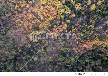 Scenic topdown shot of a deciduous forest changing leaves at the height of autumn. Picturesque flying view of the vibrant 126711104