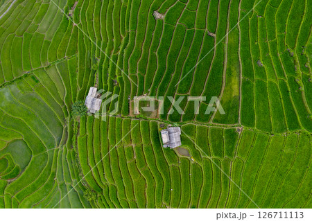 Rice Field of Farmer and sun in the morning,in Thailand 126711113