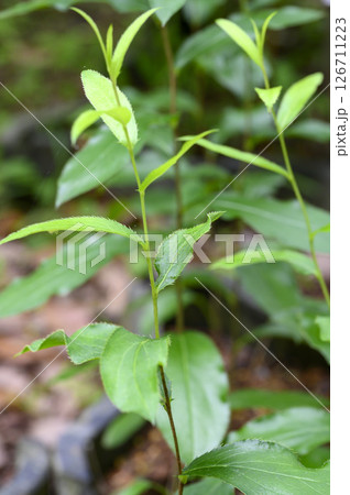 シナオケラ　薬草　薬効植物 126711223