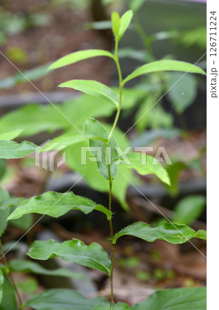 シナオケラ　薬草　薬効植物 126711224