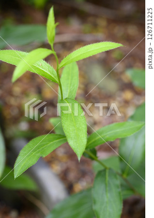 シナオケラ　薬草　薬効植物 126711225