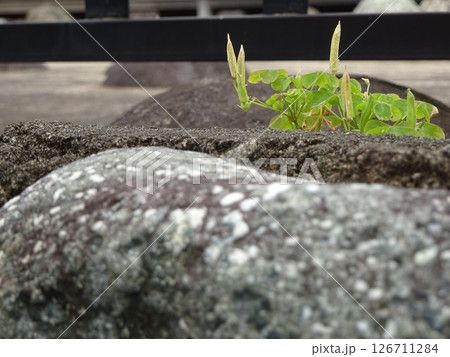 岩とフェンスの合間の小さい植物 岩とフェンスの合間の小さい植物 126711284
