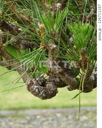 松の若い新芽 126711287