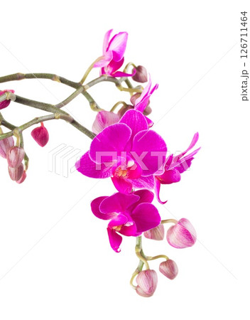 row of tropical flowers 126711464