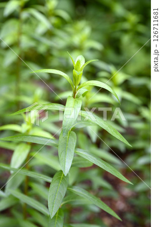 ミソハギ　薬草　薬効植物 126711681
