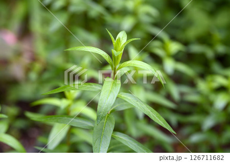 ミソハギ　薬草　薬効植物 126711682