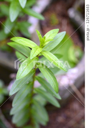 ミソハギ　薬草　薬効植物 126711683