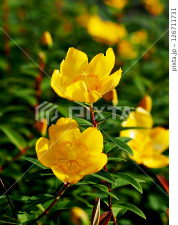 朝日を浴びたヒペリカム（日かげに咲いた西洋金糸梅の黄色い花とつぼみ） 126711731