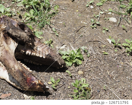 白骨化した動物の頭部 126711791