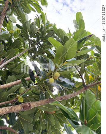 タマヌ（テリハボク）の実がなる 126711827