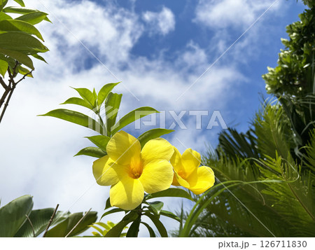 南国リゾート地で咲く黄色いラマンダの花と青空 126711830