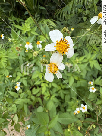 沖縄宮古島の道端に咲く雑草　さし草（タチアワユキセンダングサ） 126711832