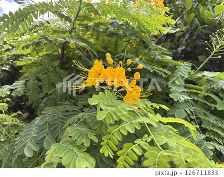 黄色いオウゴチョウの花が咲く 黄色いオウゴチョウの花が咲く 126711833
