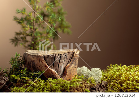 Composition with natural wood, moss and juniper branches. 126712014