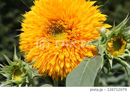 見ているだけで元気がもらえるヒマワリの花 126712079