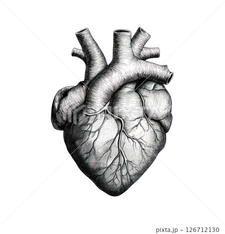 Realistic illustration of a human heart showing detailed anatomy and structure Realistic illustration of a human heart showing detailed anatomy and structure 126712130
