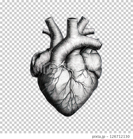 Realistic illustration of a human heart showing detailed anatomy and structure Realistic illustration of a human heart showing detailed anatomy and structure 126712130