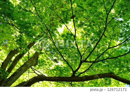 五月の京都和束・正法寺の新緑5 五月の京都和束・正法寺の新緑5 126712172