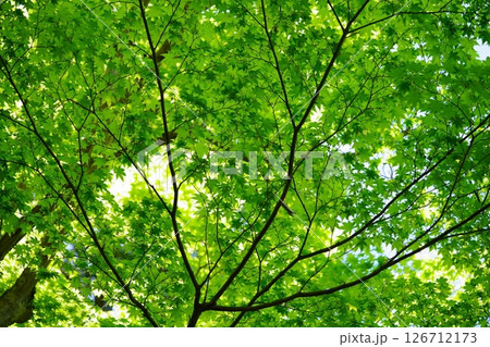 五月の京都和束・正法寺の新緑4 126712173