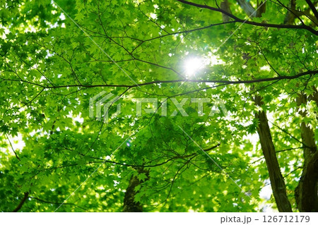 五月の京都和束・正法寺の新緑8 126712179