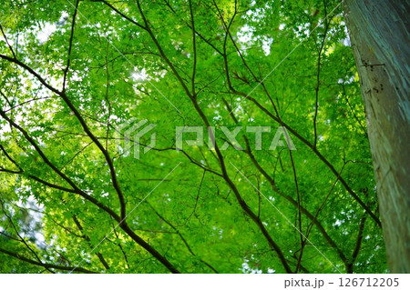京都和束正法寺参道の新緑11 126712205