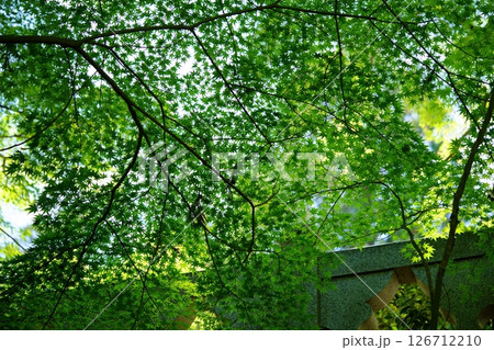 京都和束正法寺参道の新緑16 京都和束正法寺参道の新緑16 126712210