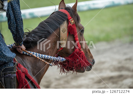 相馬野馬追 飾り付けられた馬 福島県南相馬市 相馬野馬追 飾り付けられた馬 福島県南相馬市 126712274