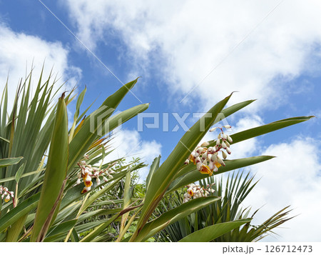 沖縄の青空の下、花咲く横向く月桃 重ならず月桃全体が見えてる 沖縄の青空の下、花咲く横向く月桃 重ならず月桃全体が見えてる 126712473
