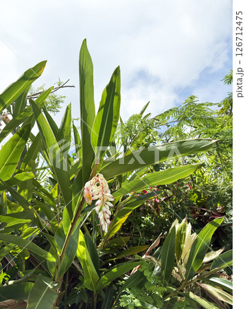 沖縄の青空の下、花咲く月桃　重ならず月桃全体が見えてる 126712475