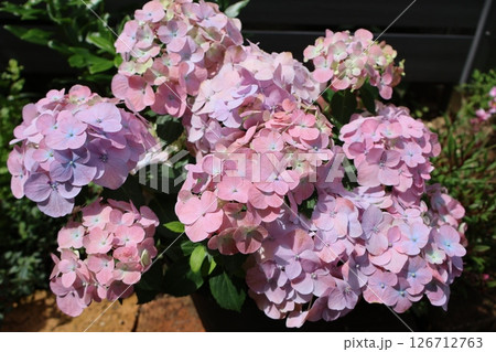 紫陽花ラグランジアオーロランジュ 紫陽花ラグランジアオーロランジュ 126712763