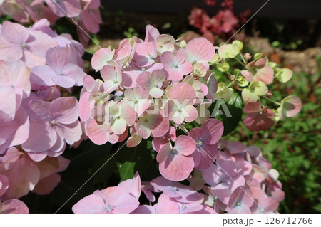 紫陽花ラグランジアオーロランジュ 紫陽花ラグランジアオーロランジュ 126712766